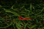 The Spice of Life is the Infinite Possibilities