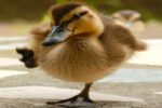 Multiple First Steps are One