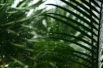 Rejuvinate Your Life with Nature’s Love