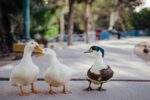 Begin with Successful Communication
